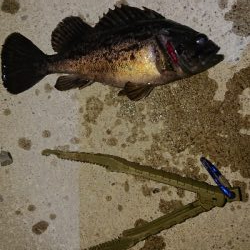 nightアジング！