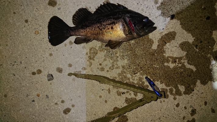 nightアジング！