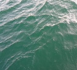 久しぶりの魚。