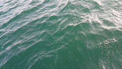 久しぶりの魚。