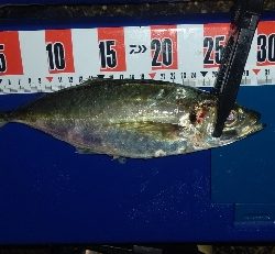 数釣りアジング！尺アジも❤️