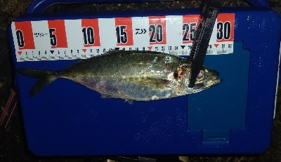 数釣りアジング！尺アジも❤️