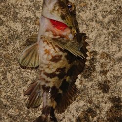 和歌山ガシリング