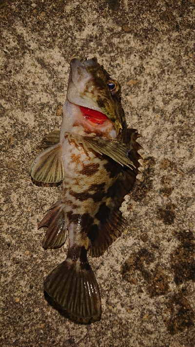 和歌山ガシリング