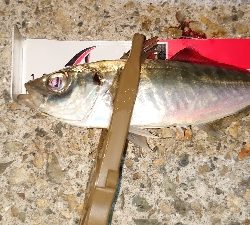 メバリングでメバル調査