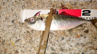 メバリングでメバル調査