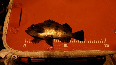 極寒メバリング