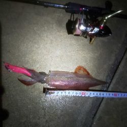 ﾒﾊﾞﾘﾝｸﾞの筈がﾊﾟﾗｿﾙ槍