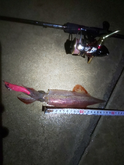 ﾒﾊﾞﾘﾝｸﾞの筈がﾊﾟﾗｿﾙ槍