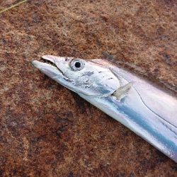 2021初フィッシュ