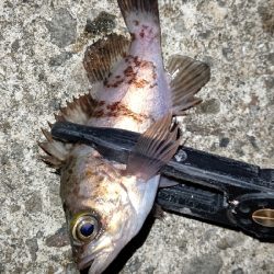 まだまだ修行が必要