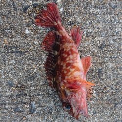 メバルさがし_2