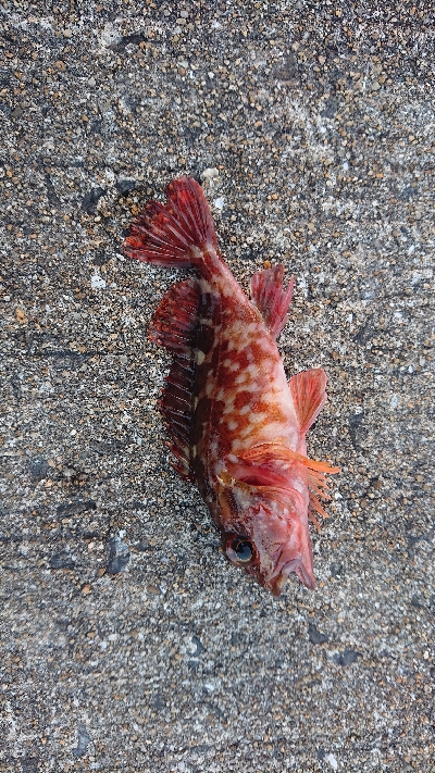 メバルさがし_2