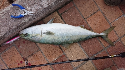 初釣りは冬の青物狙い