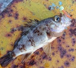 極寒のライトゲーム