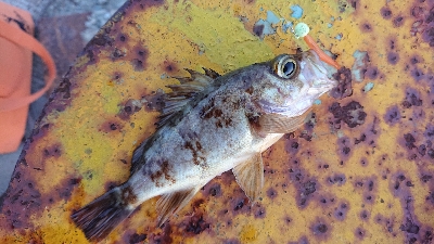 極寒のライトゲーム