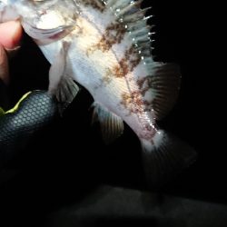 相変わらず渋い。