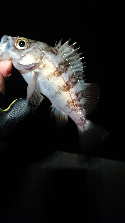 相変わらず渋い。