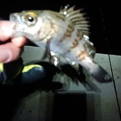 増えてきました。