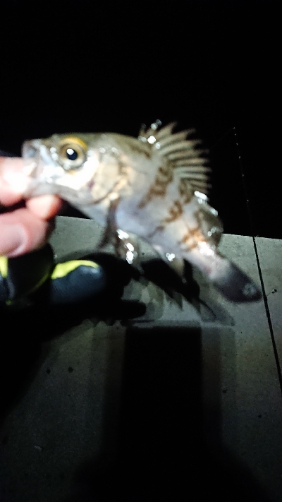 増えてきました。