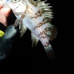 相変わらずでした。