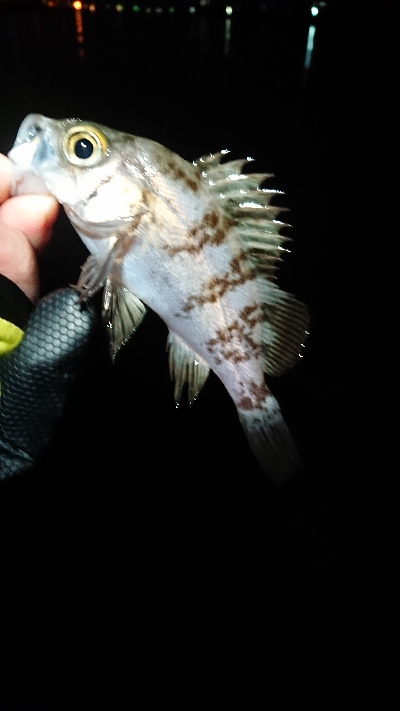 相変わらずでした。