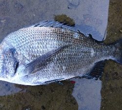 気温が高いと釣れる