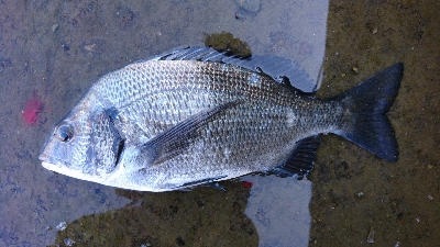 気温が高いと釣れる