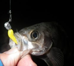 釣り初めIN淡路島