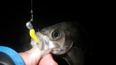 釣り初めIN淡路島