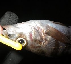 お散歩メバリング