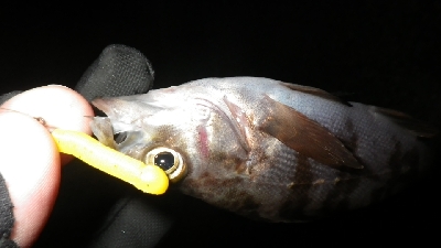 お散歩メバリング