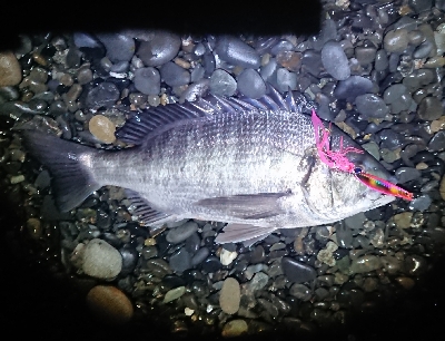 21年初の一投目 静岡県 三保 清水港 ショアジギング クロダイ チヌ 陸っぱり 釣り 魚釣り 釣果情報サイト カンパリ