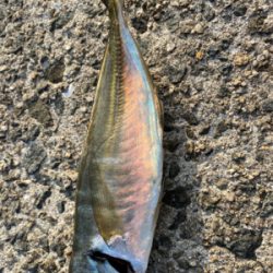 釣り納めアジング
