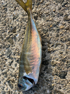 釣り納めアジング