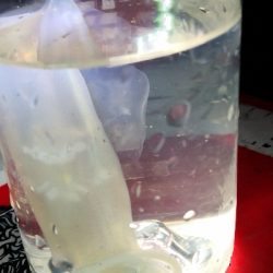 アジング練習 245