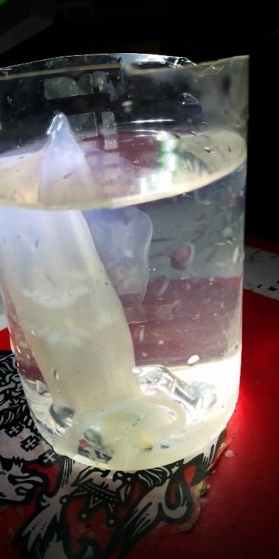 アジング練習 245