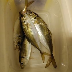 釣り初めアジング