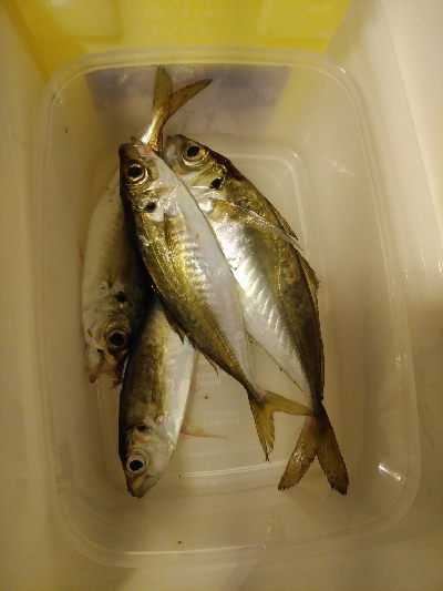 釣り初めアジング