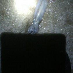 2021年 初釣行 槍烏賊1杯