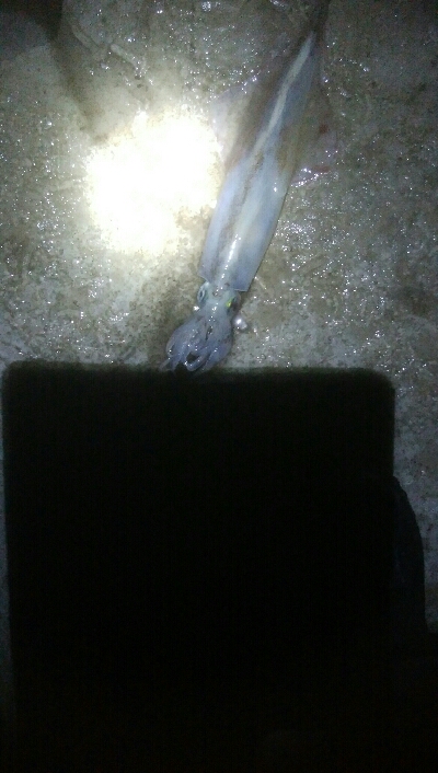 2021年 初釣行 槍烏賊1杯