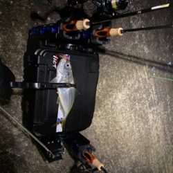 1月2日からアジング