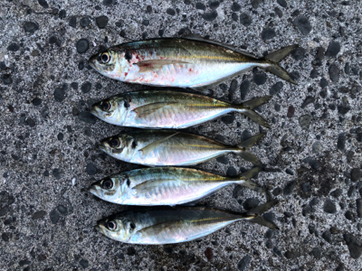 朝マズメチャレンジ