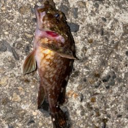 お手軽エサ釣り