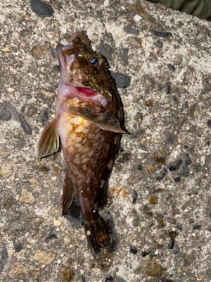 お手軽エサ釣り