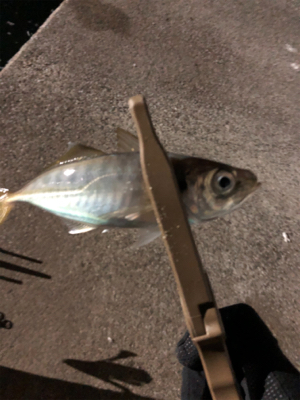 年初めアジング