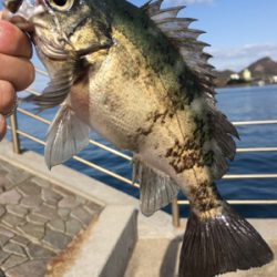 年一回のフカセ釣り