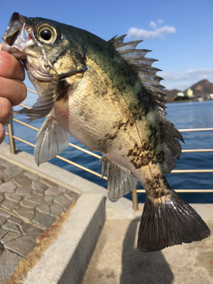 年一回のフカセ釣り