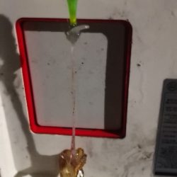 アジング練習 246  ヒイカ調査