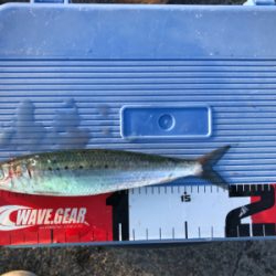 マイワシがポツポツ